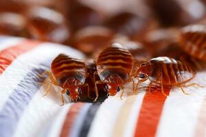 AI Generative. Several bed bugs are crawling on the bedding. Close-up. photo