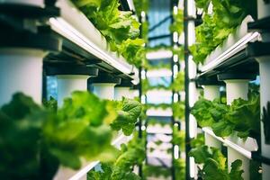 Inside of Greenhouse Hydroponic Vertical Farm Eco system with rows of seedlings of various sorts of garden vegetables growing on shelves ready for harvest. AI Generative photo