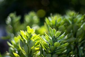 Euphorbia Ritchiei A Small Green Succulent Plant With Thorny Stems. photo