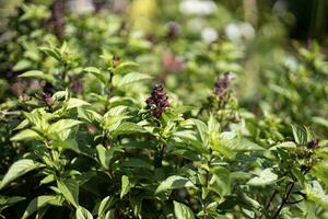 Thai basil is a type of basil native to Southeast Asia. photo