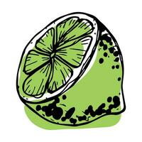 Vector lime clipart. Hand drawn citrus icon. Fruit illustration. For print, web, design, decor