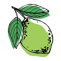 Vector lime clipart. Hand drawn citrus icon. Fruit illustration. For print, web, design, decor