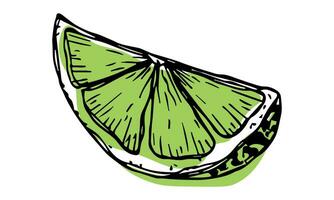 Vector lime clipart. Hand drawn citrus icon. Fruit illustration. For print, web, design, decor