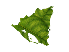 Nicaragua map made of green leaves ecology concept png