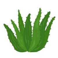 Realistic aloe vera vector illustration on white background,