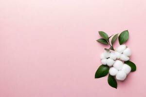 Autumn Floral Flat lay background composition. Dried white fluffy cotton flower branchwith green leaf top view on colored table with copy space photo