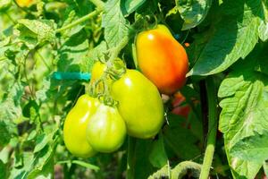 Close up of many tomatoes ripening on the plant in the sunlight in the vegetable garden photo