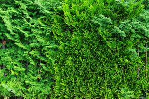 Green background made of fresh plants. Natural texture photo