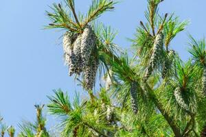 cerca arriba de grande pino conos creciente en un árbol rama terminado azul claro cielo antecedentes foto