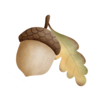 Watercolor illustration of acorn and leaf png