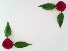 Creative frame made of red roses and green leaves on white background. Minimal nature concept. Flowers aesthetic. Flat lay, top of view. Copy space for text. photo