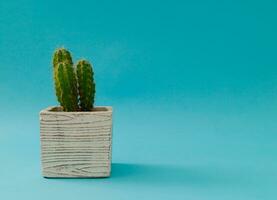 Cactus on light blue background. Minimal summer concept. Creative cactus layout. Copy space. photo