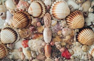 Summer beach background made of sea shells and sea snails. Minimal summer concept. Flat lay idea. photo