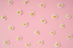 Trendy pattern made of summer daisy flowers on pastel pink background. Minimal layout composition. Flat lay concept. Top of view. photo