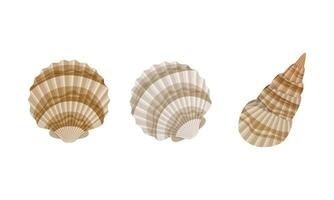 Vector various collections of seashells illustration isolated on a white background