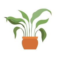 Vector home plant. potted plant isolated on white background