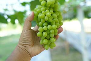 Human hands handle grapes to check their quality before being sold. photo