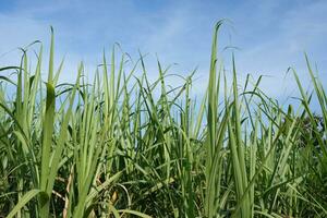 Sugar cane fields can be used as food and fuel. photo