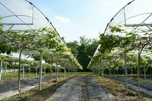 Hazme para creciente uvas en caliente clima areas foto