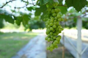 bunch of grapes on the tree photo