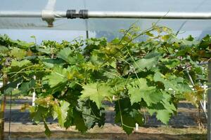 Dome for growing grapes in hot climate areas photo