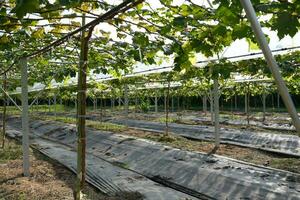 Hazme para creciente uvas en caliente clima areas foto
