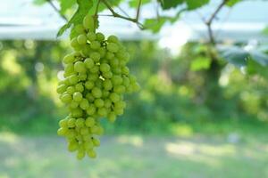 bunch of grapes on the tree photo