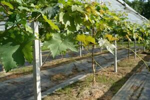 Dome for growing grapes in hot climate areas photo