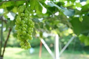 bunch of grapes on the tree photo