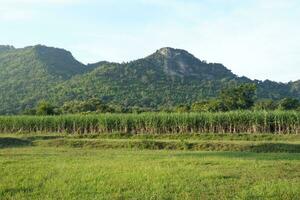 Sugar cane fields can be used as food and fuel. photo