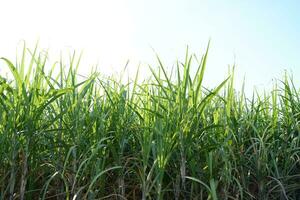 Sugar cane fields can be used as food and fuel. photo