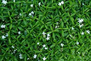 Green leaf nature background for text photo