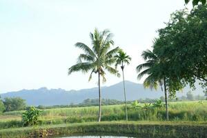 Coconut trees and mountains in nature photo