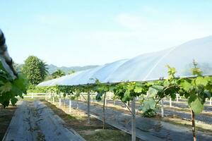 Hazme para creciente uvas en caliente clima areas foto