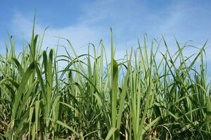 Sugar cane fields can be used as food and fuel. photo