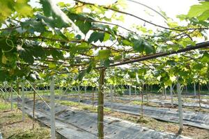 Hazme para creciente uvas en caliente clima areas foto