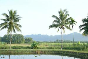Coconut trees and mountains in nature photo