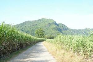 Sugar cane fields can be used as food and fuel. photo