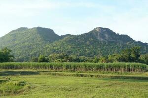 Sugar cane fields can be used as food and fuel. photo