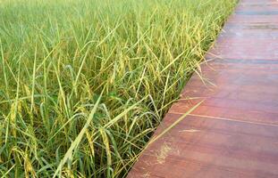 Green rice fields approaching harvest season photo