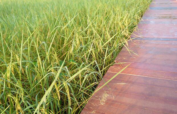 Green rice fields approaching harvest season