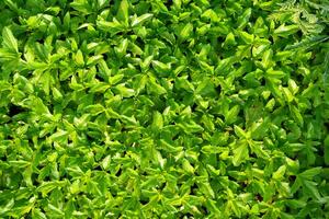 verde hoja naturaleza antecedentes para texto foto