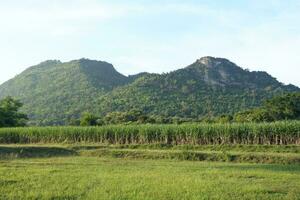 Sugar cane fields can be used as food and fuel. photo