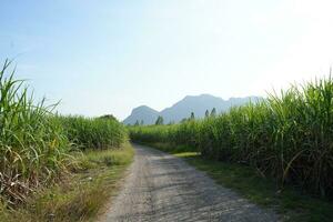 Sugar cane fields can be used as food and fuel. photo