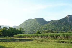 Sugar cane fields can be used as food and fuel. photo