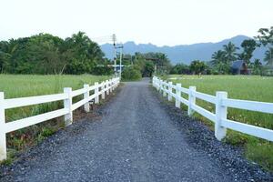 Roads in tourist accommodations in rice fields photo