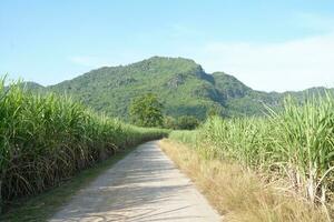 Sugar cane fields can be used as food and fuel. photo