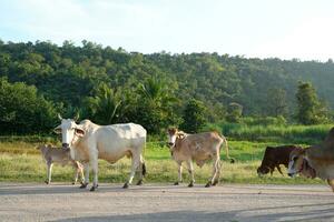 vacas en el la carretera en rural Tailandia foto