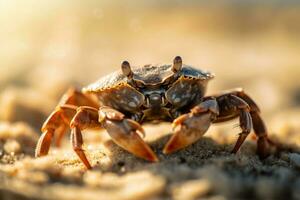 A crab crawls on a sandy beach under the bright sun. The waves of the sea can be seen in the background . Generative AI photo