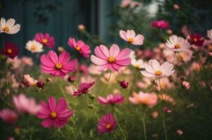 Cosmos flower blooming in the garden. Natural floral background. AI Generative photo